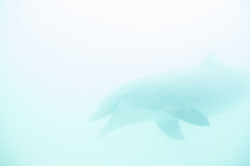 A Common Bottlenose dolphin, Tursiops truncatus, cruises playfully through the clear, warm water near the Turks and Caicos Islands. These large dolphins can reach up to 1400 pounds in weight. 