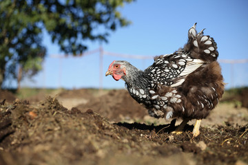 Hens feed on the traditional rural barnyard. Hen standing in grass on rural garden in countryside. Close up of chicken standing at barn yard with chicken coop. Free range poultry farming