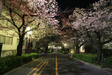 Fototapeta na wymiar 深夜の夜桜の並木通り