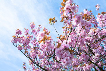 Flowering sakura trees against the sky