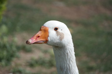 portrait of a goose