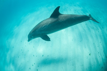 Fototapeta premium A Common Bottlenose dolphin, Tursiops truncatus, cruises playfully through the clear, warm water near the Turks and Caicos Islands. These large dolphins can reach up to 1400 pounds in weight. 