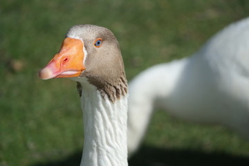 portrait of a goose