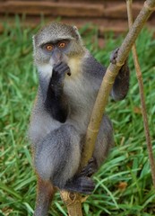 portrait of a vervet monkey