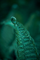 Beautiful ferns leaves. green natural floral fern background