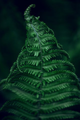 Beautiful ferns leaves. green natural floral fern background