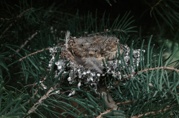 Close up of three baby birds in a nest. European greenfinch (Chloris chloris) on a tree branch