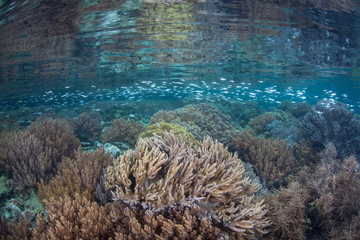 Naklejka na ściany i meble A school of small silversides swims over shallow corals growing in Raja Ampat, Indonesia. This remote, tropical region within the Coral Triangle is known for its incredible marine biodiversity.