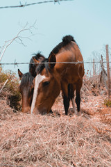 caballos comiendo 