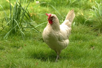 chicken on the grass