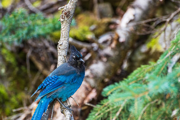 wild animal inside Banff National Park, Alberta, Canada