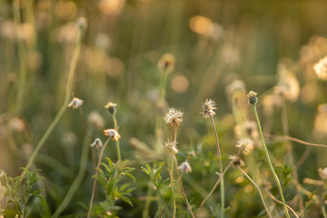 Soft focus of flower grass with light relax at morning time. Grass background.