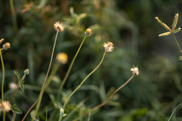 Soft focus of flower grass with light relax at morning time. Grass background.