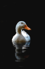 pato blanco flotando en agua con fondo negro