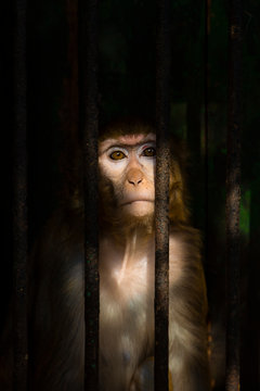 A Look Of Sadness In The Eyes Of A Monkey As A Result Of Being Placed In A Cage In The Zoo