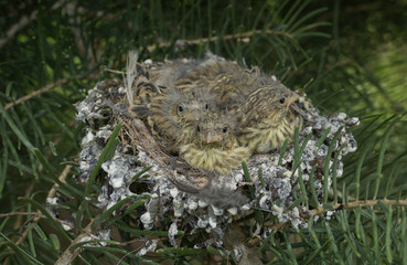 Close up of three baby birds in a nest. European greenfinch (Chloris chloris) on a tree branch