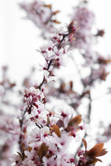 Rama de almendro en flor sobre fondo blanco.