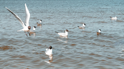 Fototapeta na wymiar Seagulls at the sea