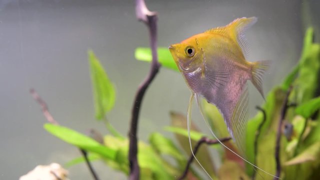 Golden Angelfish in a fish tank swiming arround with other fresh water fish. Handheld video