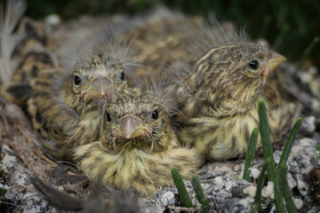 Close up of three baby birds in a nest. European greenfinch (Chloris chloris) on a tree branch