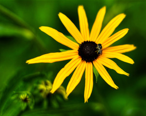 Black Eyed Susans with Bee