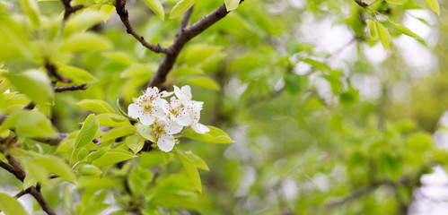 flowering pear branches close up. Blooming branch with a white flower in the spring season with copy space. 