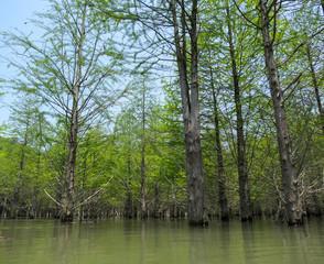 Obraz premium Metasequoia, woods, trees planted in the water. Very cool and beautiful in summer.