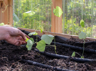 A little soil on the hand when planting in the greenhouse