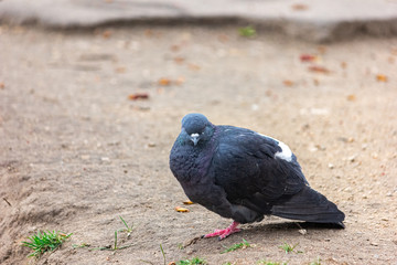 Disheveled gray pigeon close-up.