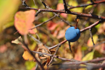 Blackthorn branche with ripe berry and yellow leaves, sunny autumn day