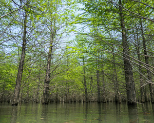 Metasequoia, woods, trees planted in the water. Very cool and beautiful in summer.