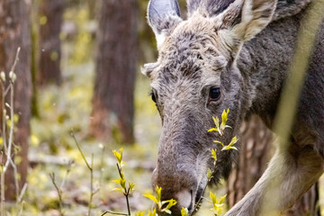 Close-up photo of a moose in the wild. Animal in the forest.