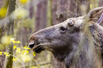 Fototapeta premium Close-up photo of a moose in the wild. Animal in the forest.