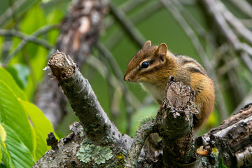 Small cute Chipmunk perched on a tree branch