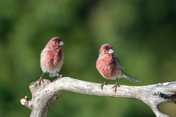 Two Purple Finches sitting on a branch against green background.