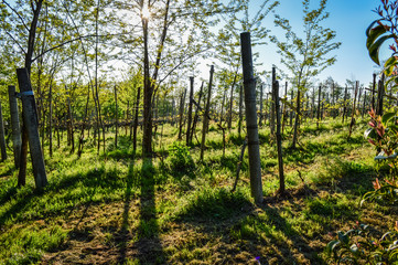 Vineyard in springtime at the Euganean Hills near Este, Padua - Veneto Italy