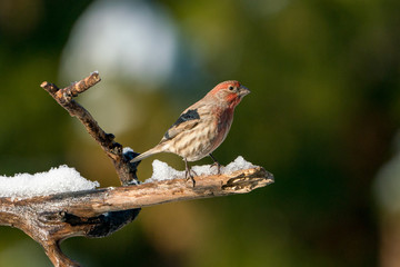 House Finch on a branch in the winter with snow