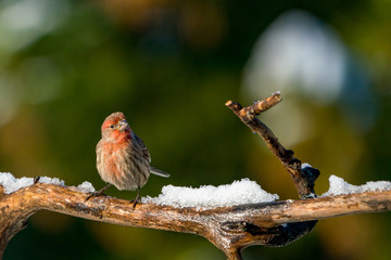 House Finch on a branch in the winter with snow