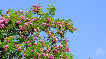 
Branches of blooming acacia in spring