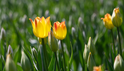 Beautiful Tulips on a spring day