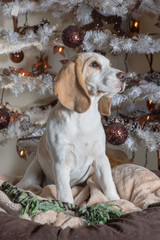 Beagle Christmas