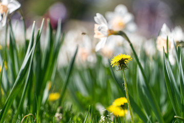 Beautiful Tulips on a spring day