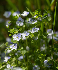 Veronica filiformis flowers