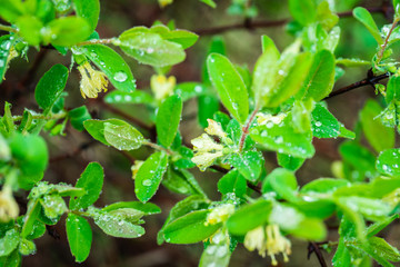 Blooming honeysuckle branch in rainy day. Selective focus. Shallow depth of field.
