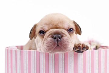 Sleepy cream lilac fawn colored French Bulldog dog puppy with blue eyes in pink box on white background