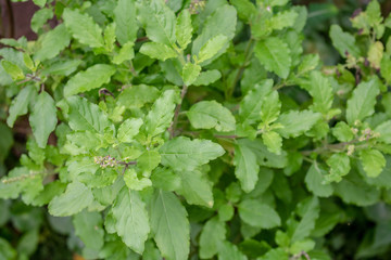 Green leaves and small flowers of Ocimum tenuiflorum or Ocimum sanctum (Holy basil, Thai basil, tulsi) ,Tulsi leaves background.green Tulsi leaf. Holy basil leaves Ingredients for thai cooking.