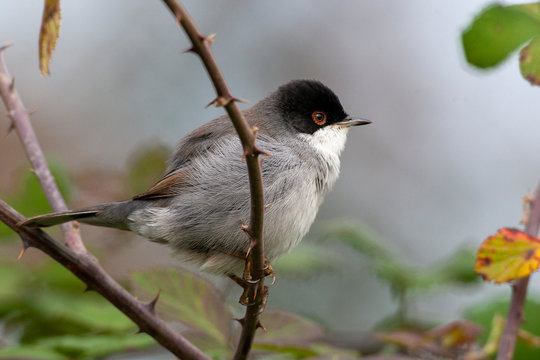 Sardunyalı &ouml;tleğen, Sylvia melanocephala, bush dalında bekar erkek.