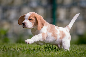 Happy beagle puppy