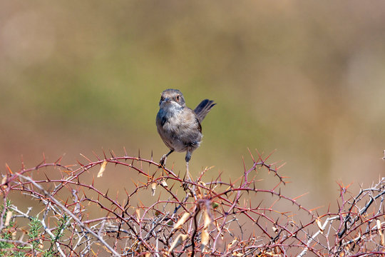 Sardunyalı &ouml;tleğen, Sylvia melanocephala, bush dalında bekar erkek.
