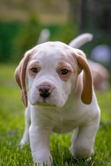 Happy beagle puppy